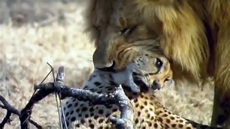 Lion Vs Cheetah Real Fight