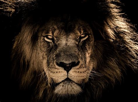 HD wallpaper: Leo, Mane, Claws, Lion, Africa s deadliest, Predators Of ...