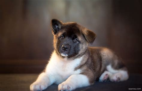 Japanese Akita Inu Pictures