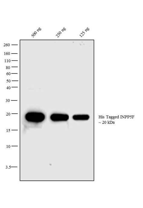 6x-His Tag Antibody, HRP (Monoclonal, HIS.H8)