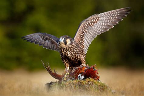 23,000+ Falcon Prey Stock Photos, Pictures & Royalty-Free Images - iStock