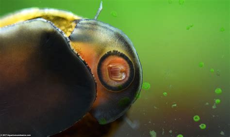 Nerite Snail Eating Algae From Aquarium Glass – Video