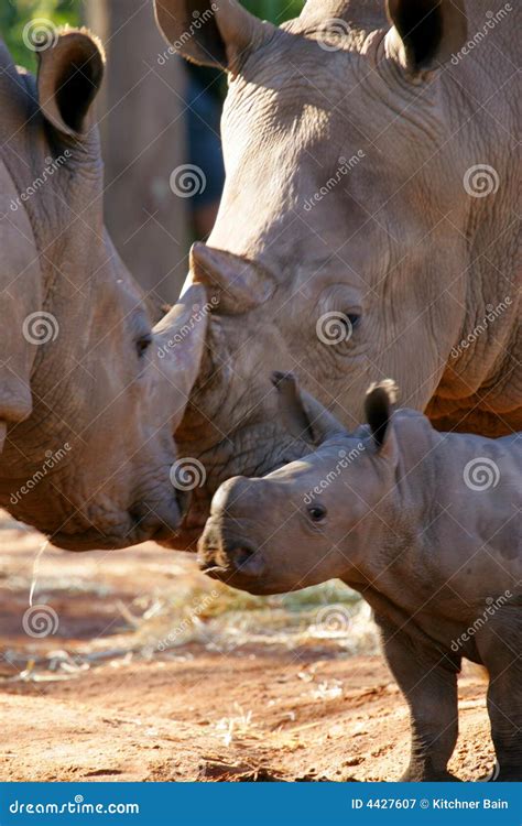 African White Rhino stock image. Image of rhino, animal - 4427607