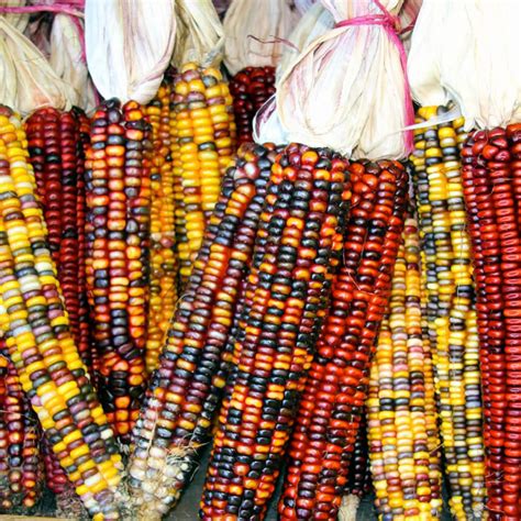 Ornamental Indian Corn Seeds Open-Pollinated for Seed Saving | Etsy