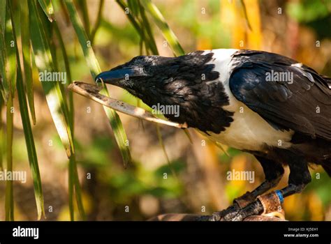 African Pied Crow bird (Corvus albus Stock Photo - Alamy
