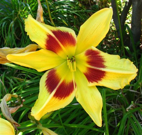 red-and-yellow daylily | Lisa Ann Yount | Flickr