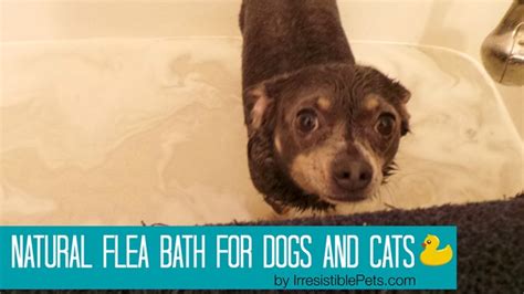 Natural Flea Bath for Dogs and Cats - Irresistible Pets