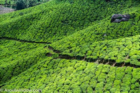 Top 5 Beautiful Tea Plantations to Explore in Kerala with Family - A ...