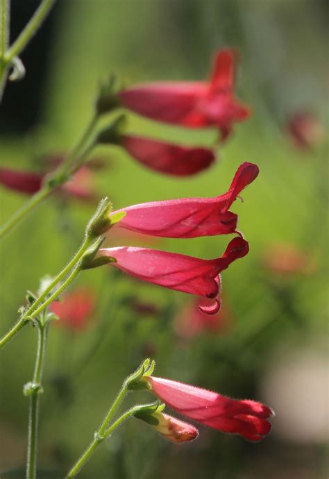 Firecracker plants bring sizzle and bursts of color to your garden ...