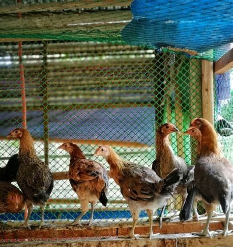 Lucena farm engages in free-range poultry and livestock raising to ...