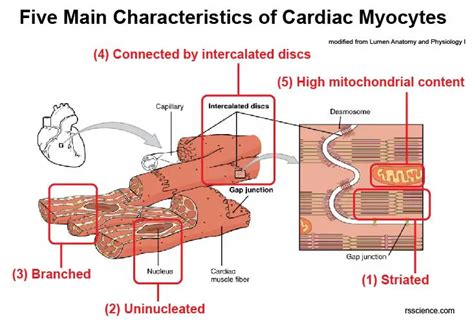 Cardiomyocytes (Cardiac Muscle Cells) - Structure, Function, Cell Biology and Histology