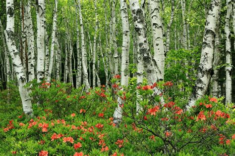 Spring Blossoms in Birch Forest - HD Wallpaper