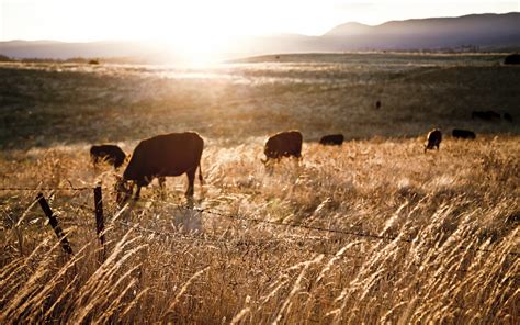 Wallpaper : sunlight, landscape, animals, field, morning, wildlife ...