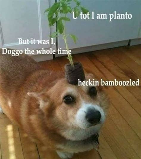 Bamboozled again! - Meme by audilover23 :) Memedroid