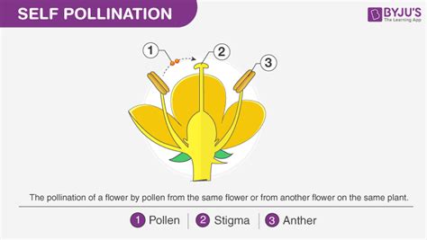 Pollination, its Types and Comparisons between Self and Cross Pollination