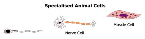 Introduction to Specialised Cells | Mooramo