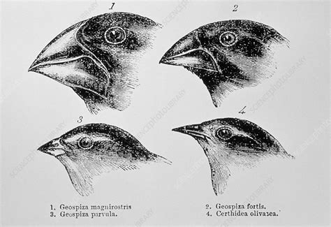 Diagram of beaks of Galapagos finches by Darwin - Stock Image - N920/0005 - Science Photo Library