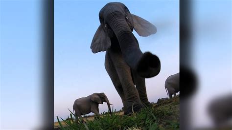 Caught On Camera: Elephant Stomps GoPro - YouTube