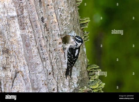 Downy woodpecker nest at Vancouver BC Canada Stock Photo - Alamy