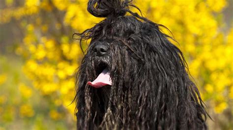 Bergamasco - Price, Temperament, Life span