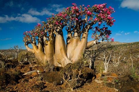 The Alien Beauty of Socotra Island | Socotra, Desert rose, Adenium