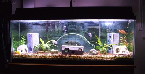 Freshwater aquarium decor - adsgulf