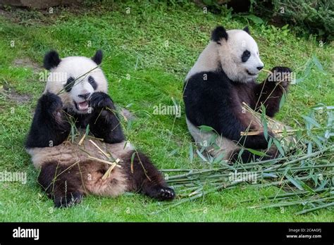 Giant pandas, bear pandas, baby panda and his mother eating bamboo ...