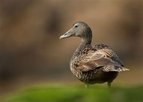 DG Wildlife by Dalia Kvedaraite and Giedrius Stakauskas | Wildlife in Shetland Islands