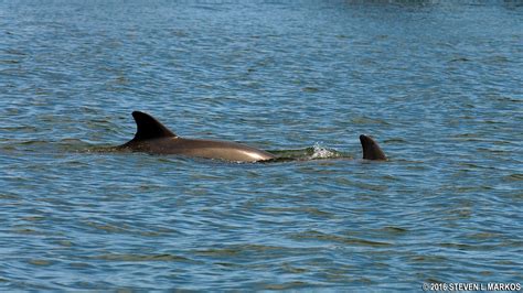 Canaveral National Seashore | WILDLIFE VIEWING | Bringing you America ...