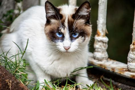 8 races de chats aux yeux bleus