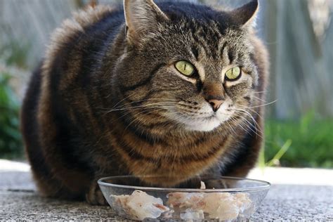 Nutrition for the diabetic cat | Vet Focus