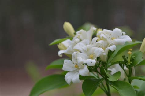 Guide to Murraya Hedge Spacing - Yard Work