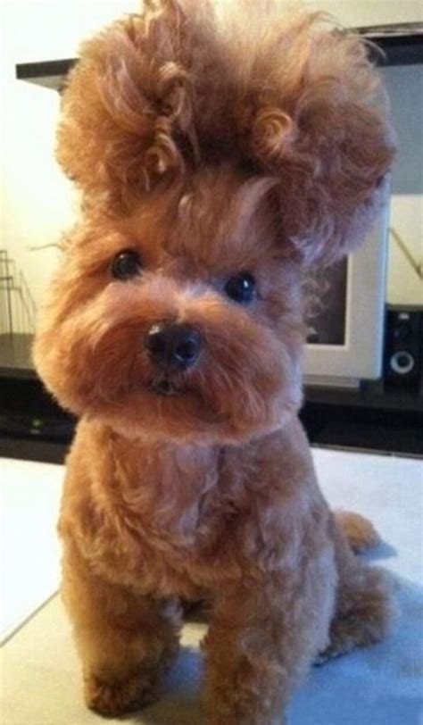 The New Trend Of Artistic Pet Haircuts And Grooming Is Seriously Confusing Us