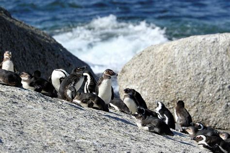 Penguins Colony on Boulders Beach, Simon`s Town Near Cape Town, South ...