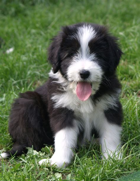 Bearded Collie - Puppies, Rescue, Pictures, Information, Temperament, Characteristics | Animals ...