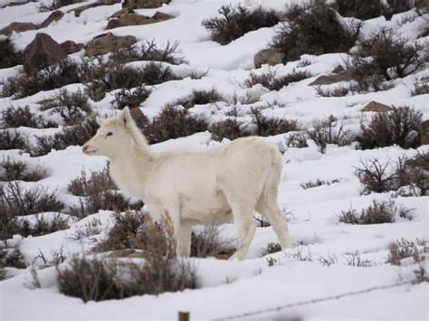 Ranch Broker Pat Lancaster Finds Rare Albino Cow Elk