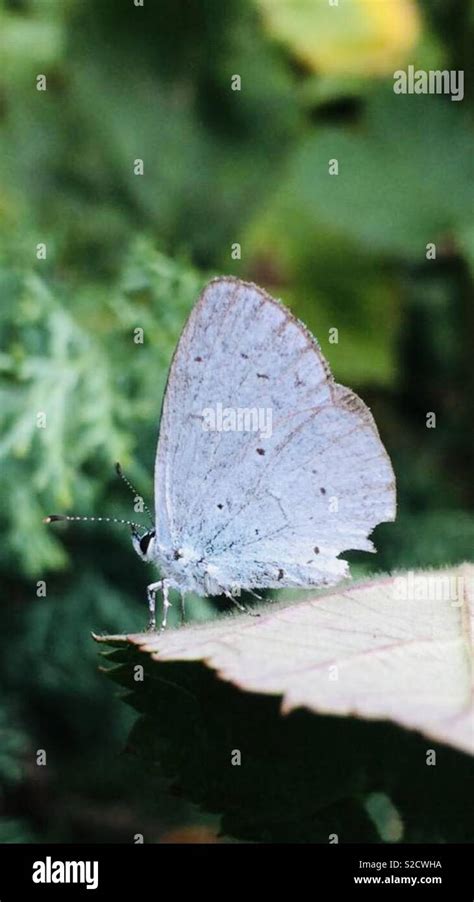 Holly blue butterfly Stock Photo - Alamy