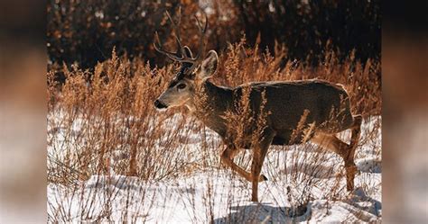 Montana Mule Deer Hunting: The People Have Spoken | Eastmans TagHub