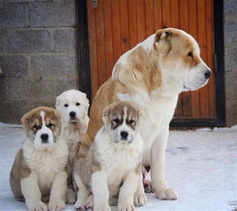 42 best Central Asian Shepherd images on Pinterest | Big dogs, Large ...