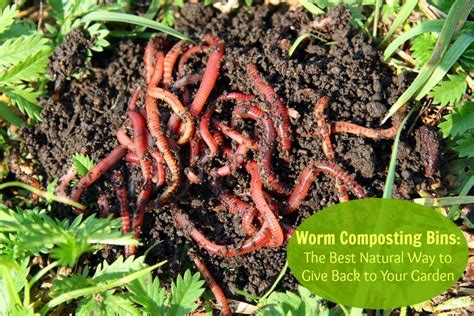 Create a Worm Composting System in 10 Easy Steps