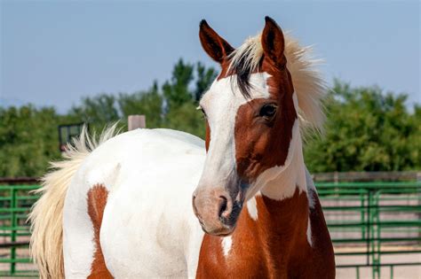 Barb Horse Breed Guide: Characteristics, Health & Nutrition | Mad Barn