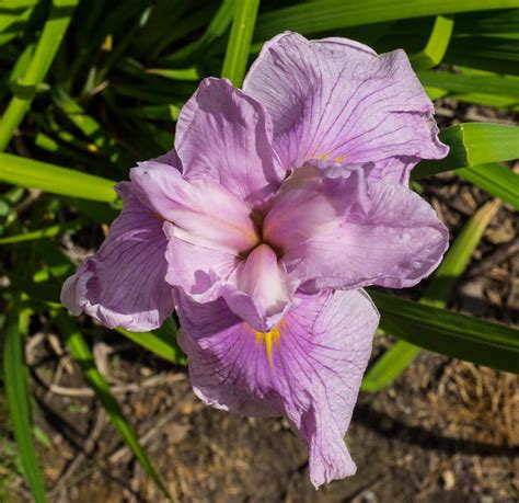 Japanese Iris (Iris ensata 'Satozakura') in the Irises Database - Garden.org