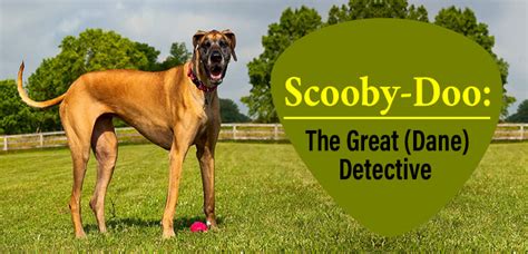 What Kind of Dog Is Scooby Doo Breed? A Great Dane