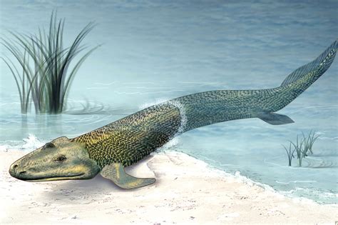 🔥. Tiktaalik. One of the transitional species from fish to land ...