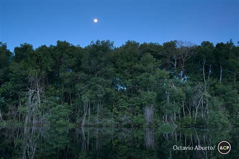 The Mangroves of Mexico – By Numbers. – National Geographic Blog