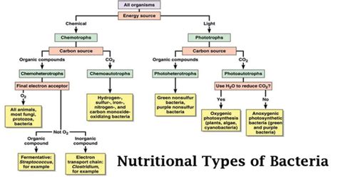 Classification of Bacteria on the basis of Nutrition