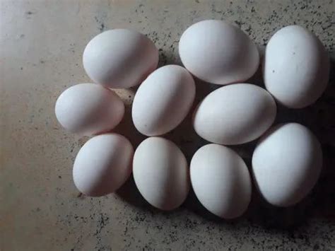 Indian Runner Ducks Eggs | Duck Farming For Egg | P K Poultry ...