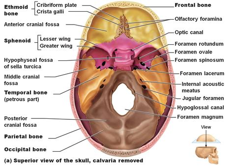 Anterior Cranial Fossa | RANZCRPart1 Wiki | Fandom