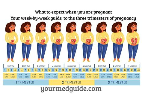 Pregnancy Week By Week Months