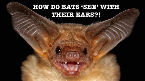 How do bats 'see' with their ears?! - Spark 12 - YouTube